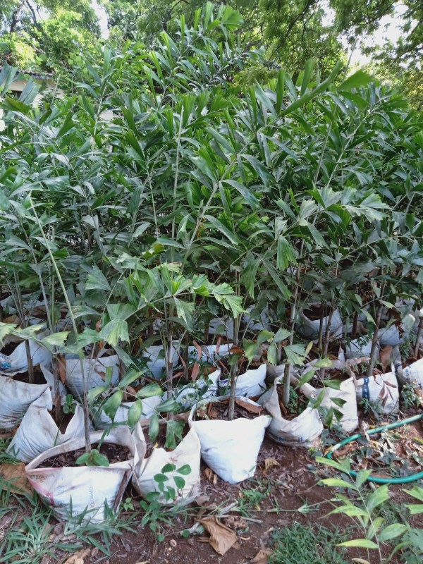 Plants for Outdoor House